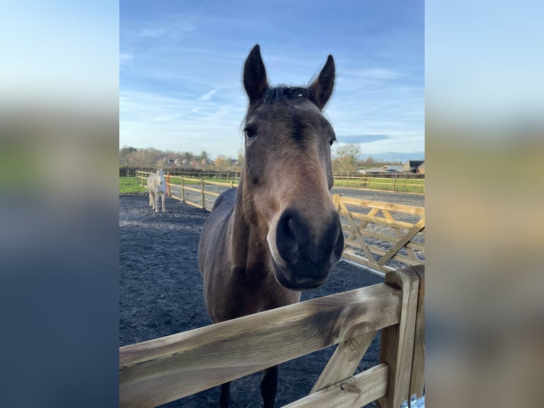 Belgische Rijpony Merrie 8 Jaar 147 cm Falbe in Valenciennes