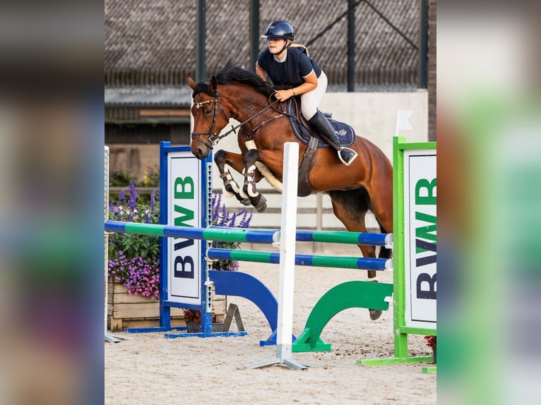 Belgische Rijpony Merrie 8 Jaar 155 cm Donkerbruin in ZoldeR