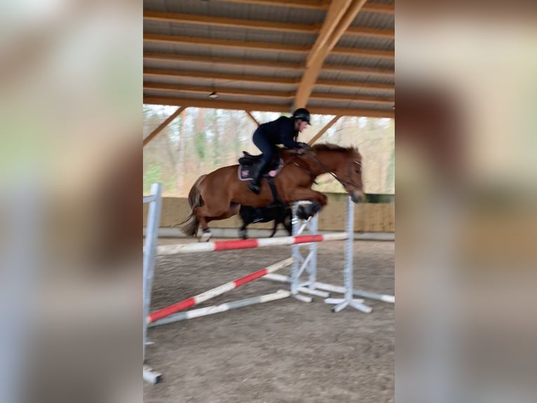 Belgische Rijpony Merrie 9 Jaar 146 cm Vos in Ilsfeld