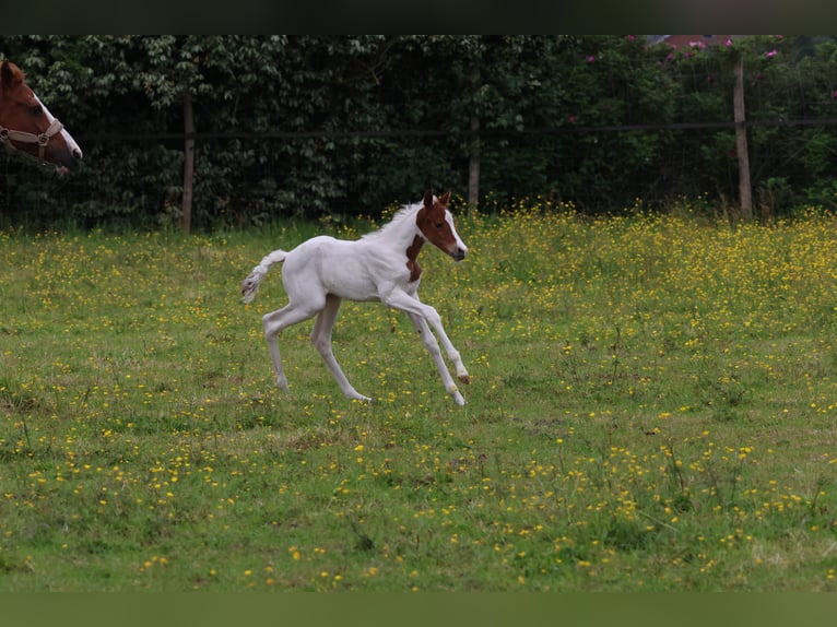 Belgische Rijpony Merrie Veulen (01/2026) 148 cm Tobiano-alle-kleuren in Aartrijke