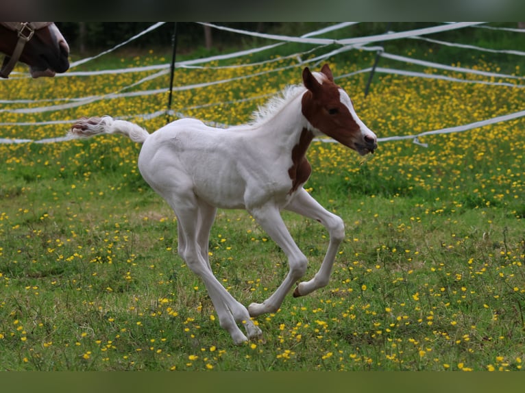 Belgische Rijpony Merrie Veulen (01/2026) 148 cm Tobiano-alle-kleuren in Aartrijke