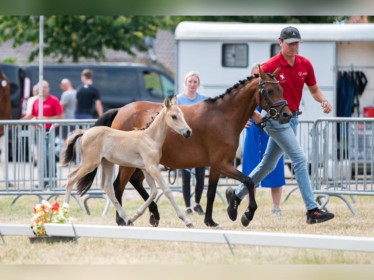 Belgische Rijpony Merrie Veulen (06/2025) Falbe in GROTE-BROGEL