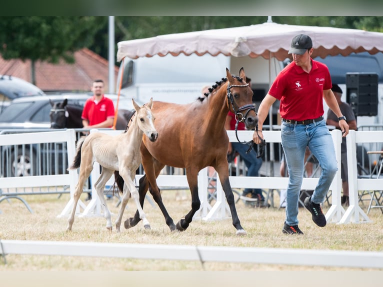 Belgische Rijpony Merrie Veulen (06/2025) Falbe in GROTE-BROGEL
