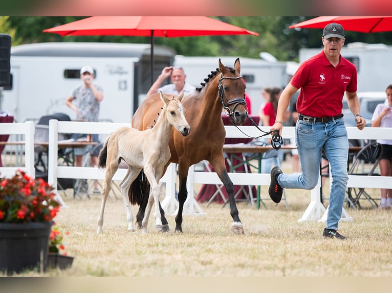 Belgische Rijpony Merrie Veulen (06/2025) Falbe in GROTE-BROGEL