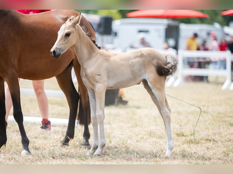 Belgische Rijpony Merrie Veulen (06/2025) Falbe in GROTE-BROGEL