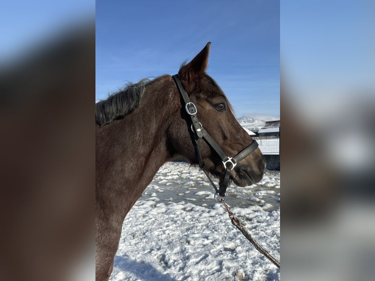 Belgische Rijpony Ruin 10 Jaar 149 cm Brown Falb schimmel in Tuggen