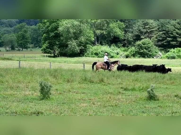 Belgische Rijpony Ruin 10 Jaar 150 cm Buckskin in Houston