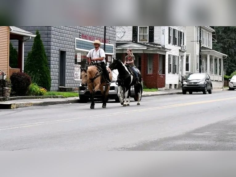 Belgische Rijpony Ruin 10 Jaar 150 cm Buckskin in Houston