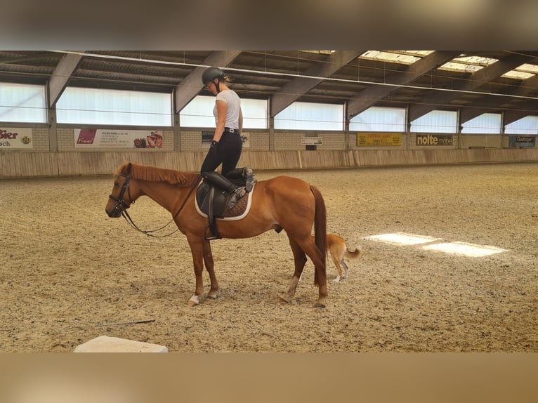 Belgische Rijpony Ruin 11 Jaar 140 cm Vos in Zeiskam