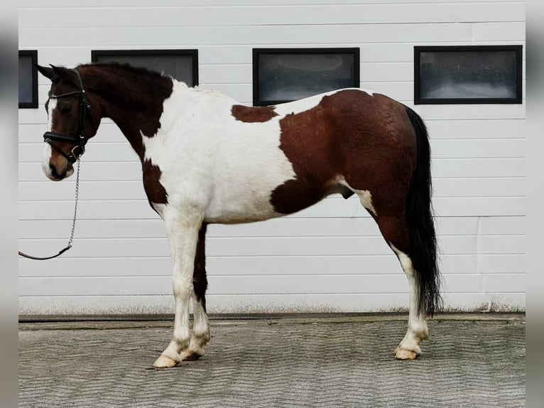 Belgische Rijpony Ruin 11 Jaar 150 cm Gevlekt-paard in Someren