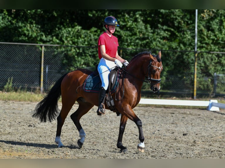 Belgische Rijpony Ruin 12 Jaar 147 cm Bruin in stekene