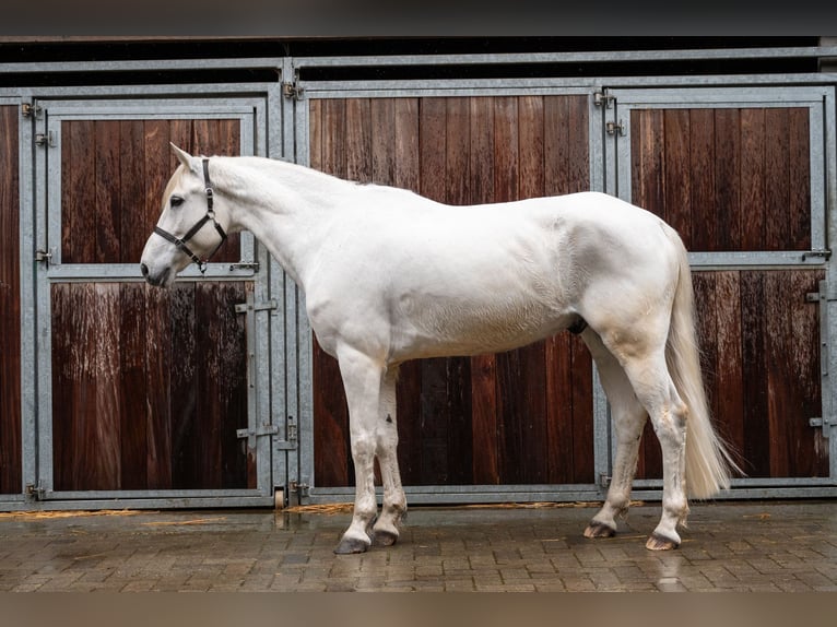 Belgische Rijpony Ruin 12 Jaar 155 cm  in GROTE-BROGEL