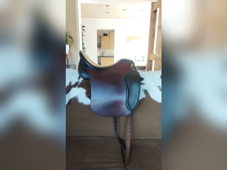 Belgische Rijpony Ruin 14 Jaar 141 cm Gevlekt-paard in Erlangen