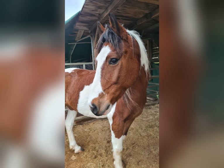Belgische Rijpony Ruin 14 Jaar 141 cm Gevlekt-paard in Erlangen