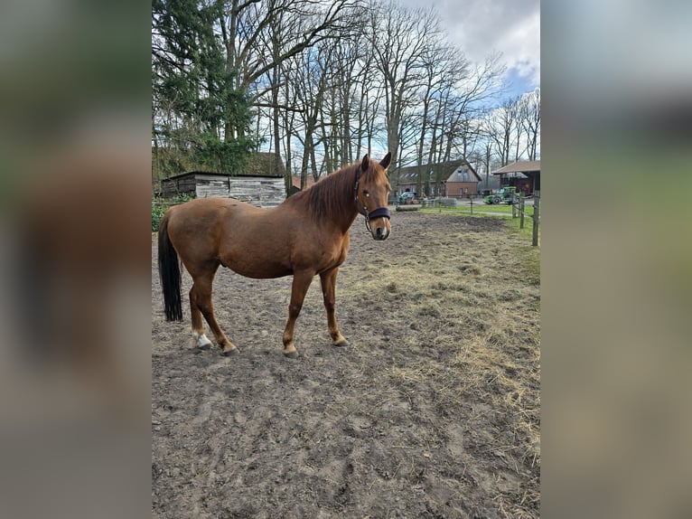 Belgische Rijpony Mix Ruin 14 Jaar 155 cm Vos in Gütersloh