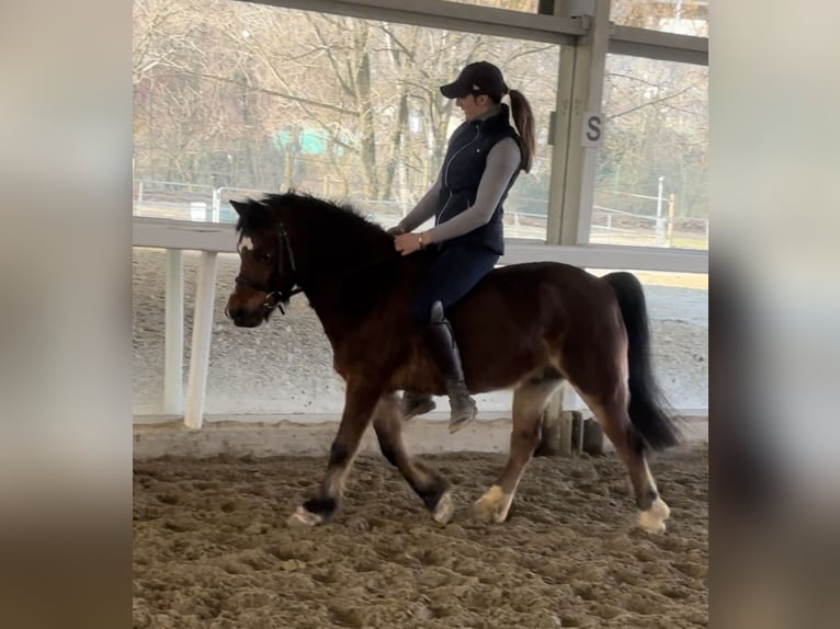 Belgische Rijpony Ruin 15 Jaar 122 cm Bruin in Boccaleone