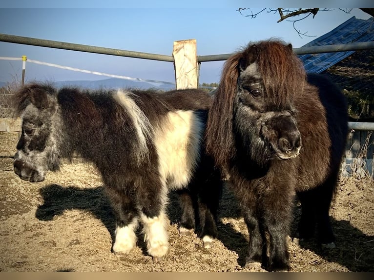 Belgische Rijpony Ruin 20 Jaar 80 cm Bruin in Pelmberg