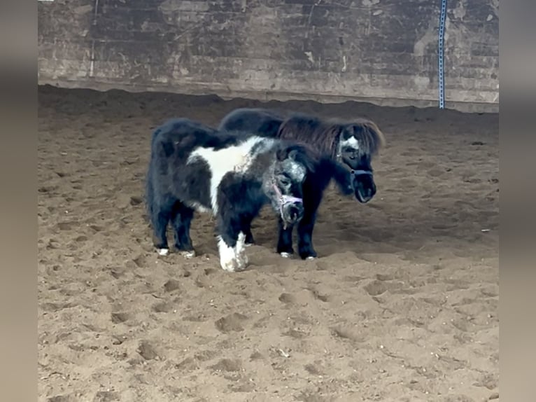 Belgische Rijpony Ruin 20 Jaar 80 cm Bruin in Pelmberg