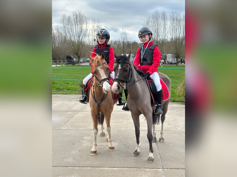 Belgische Rijpony Ruin 23 Jaar 126 cm Bruin in Dendermonde