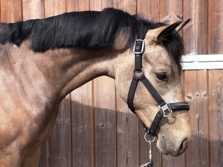 Belgische Rijpony Ruin 2 Jaar 141 cm  in Retie