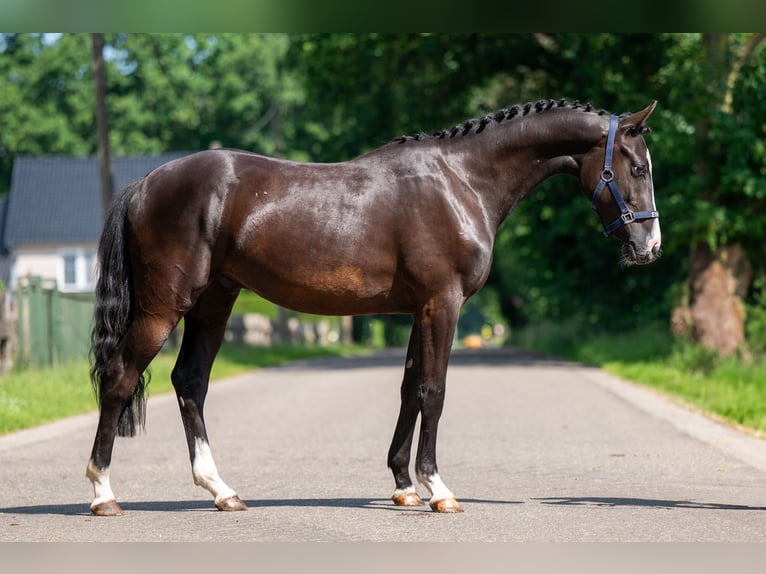 Belgische Rijpony Ruin 2 Jaar 156 cm Zwart in GROTE-BROGEL