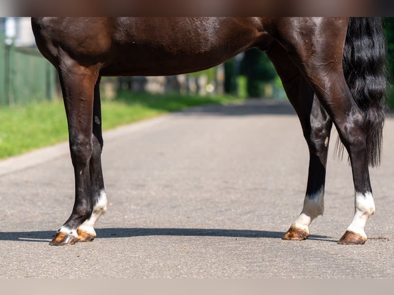 Belgische Rijpony Ruin 2 Jaar 156 cm Zwart in GROTE-BROGEL