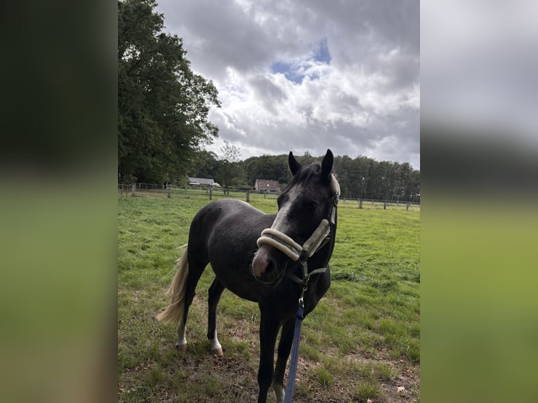 Belgische Rijpony Ruin 3 Jaar 146 cm Blauwschimmel in Malle