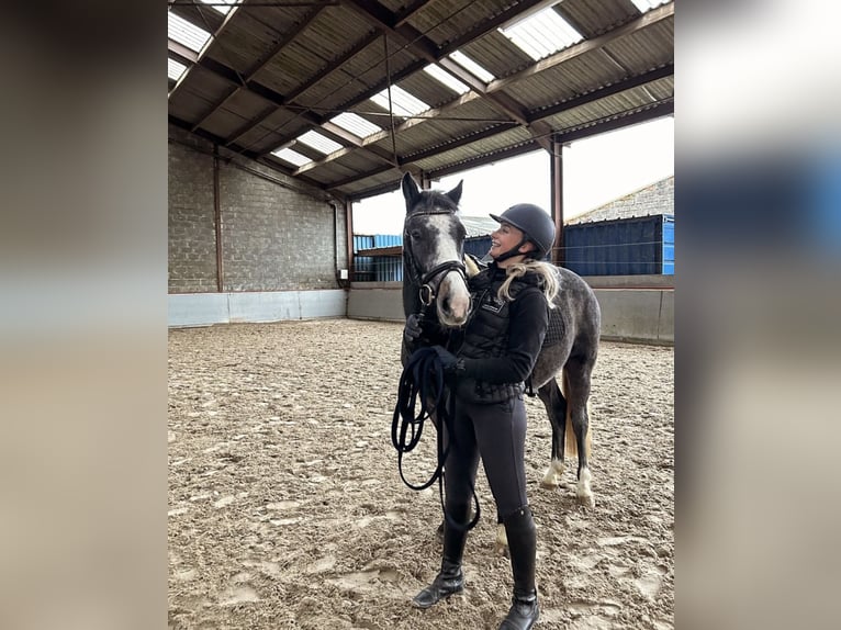 Belgische Rijpony Ruin 3 Jaar 146 cm Blauwschimmel in Malle