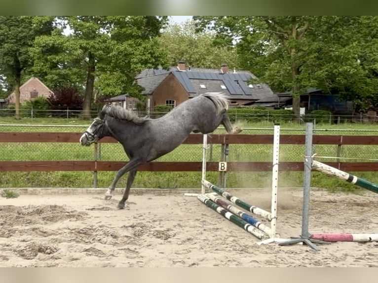 Belgische Rijpony Ruin 3 Jaar 146 cm Schimmel in Berghem