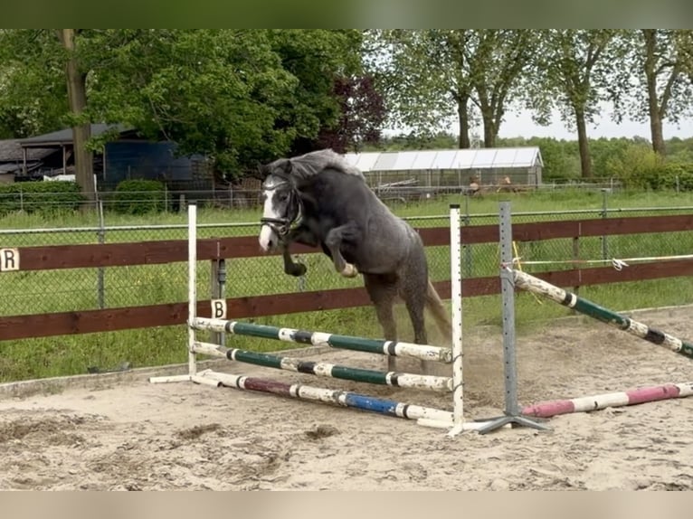 Belgische Rijpony Ruin 3 Jaar 146 cm Schimmel in Berghem