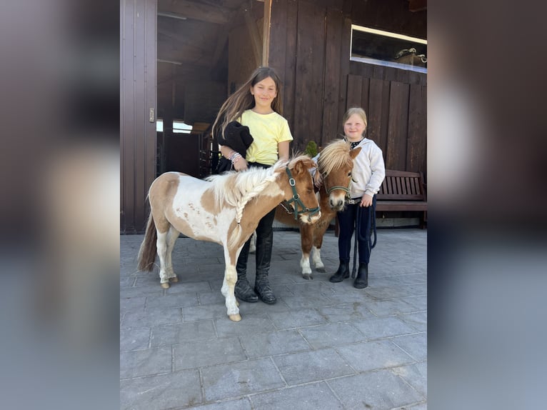 Belgische Rijpony Ruin 3 Jaar in Uttendorf