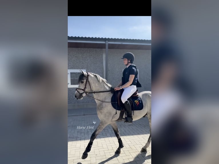 Belgische Rijpony Ruin 4 Jaar 145 cm Schimmel in Liege