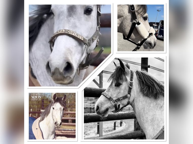 Belgische Rijpony Ruin 4 Jaar 145 cm Schimmel in Liege