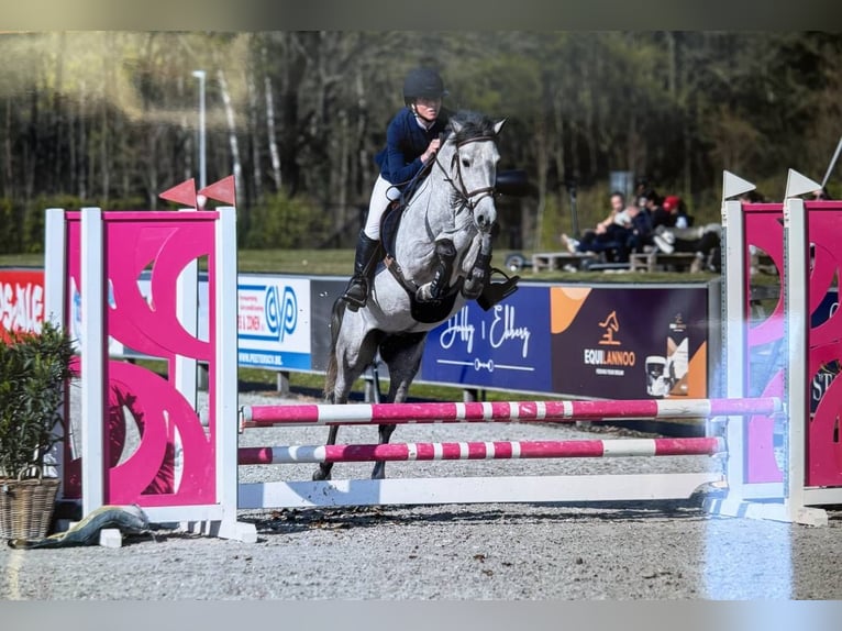 Belgische Rijpony Ruin 4 Jaar 145 cm Schimmel in Liege