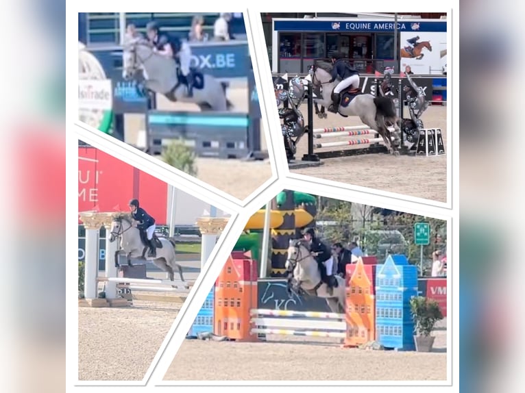 Belgische Rijpony Ruin 4 Jaar 145 cm Schimmel in Liege