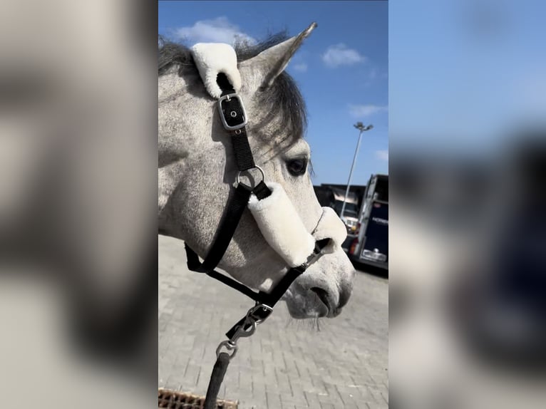 Belgische Rijpony Ruin 4 Jaar 145 cm Schimmel in Liege