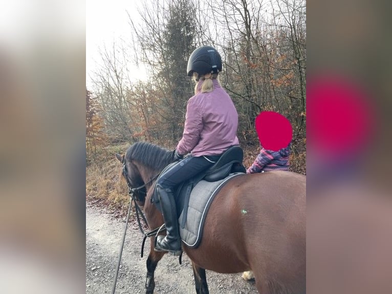 Belgische Rijpony Ruin 4 Jaar 148 cm Bruin in V&#xF6;hl