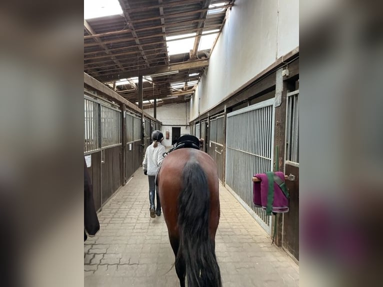 Belgische Rijpony Ruin 4 Jaar 148 cm Bruin in V&#xF6;hl