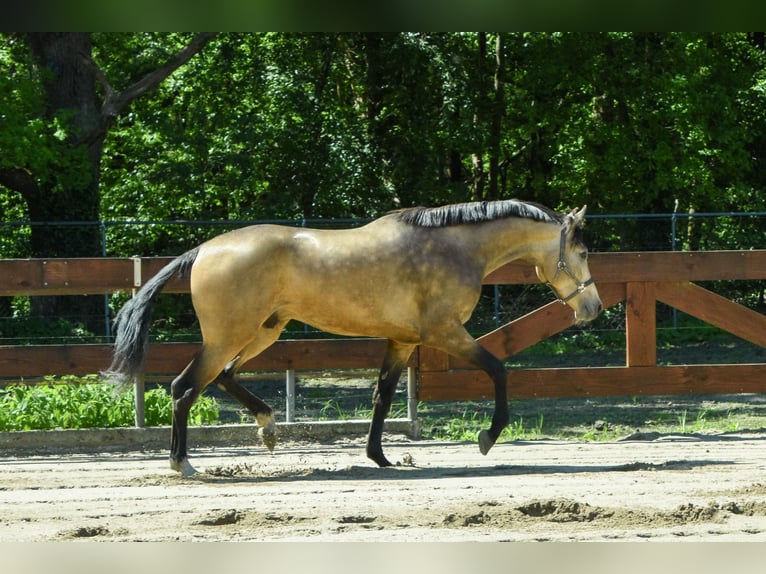 Belgische Rijpony Ruin 4 Jaar 167 cm Buckskin in Berghem