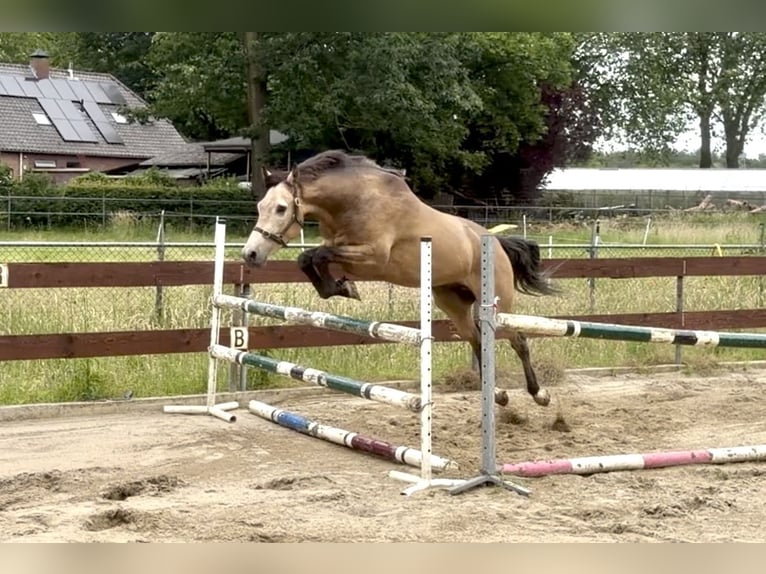 Belgische Rijpony Ruin 4 Jaar 167 cm Buckskin in Berghem