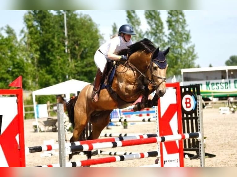Belgische Rijpony Ruin 4 Jaar 167 cm Buckskin in Berghem