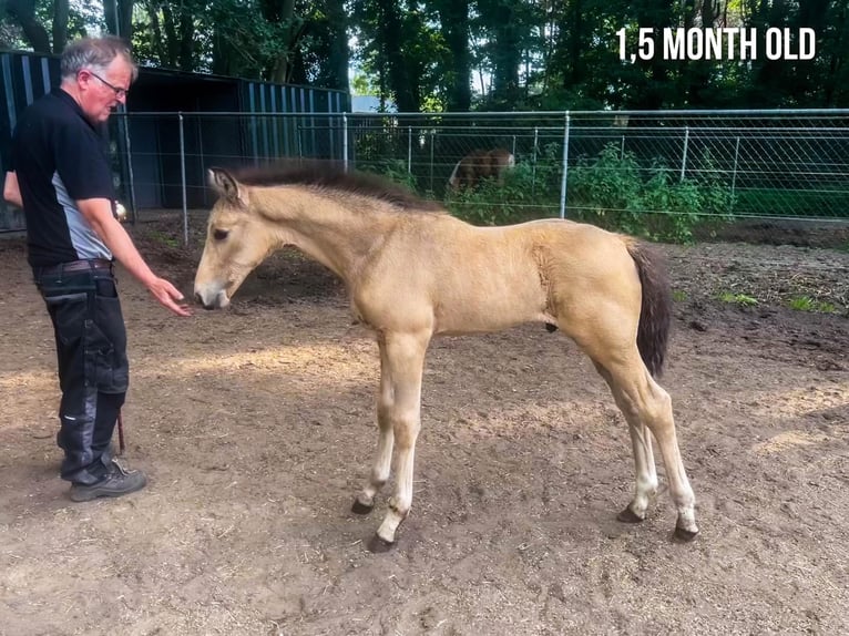 Belgische Rijpony Ruin 4 Jaar 167 cm Buckskin in Berghem