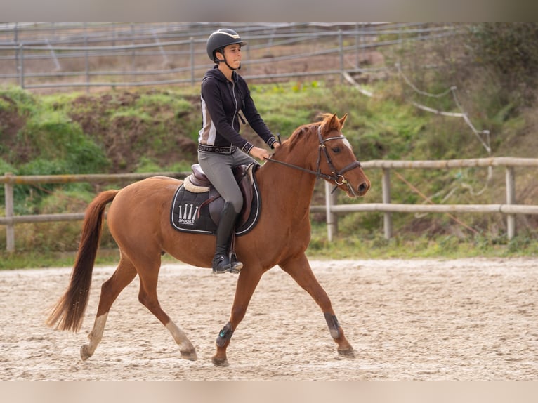 Belgische Rijpony Ruin 5 Jaar 137 cm Vos in Barcelona