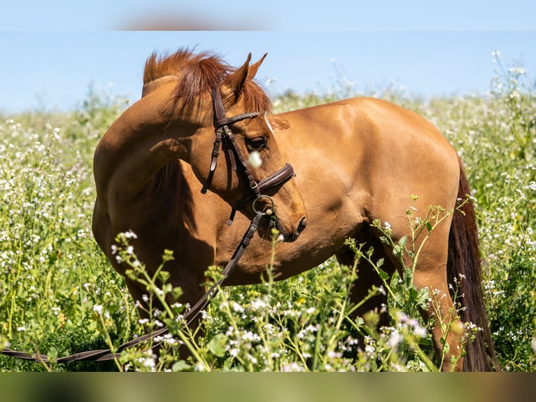 Belgische Rijpony Ruin 5 Jaar 138 cm Roodvos in Olost