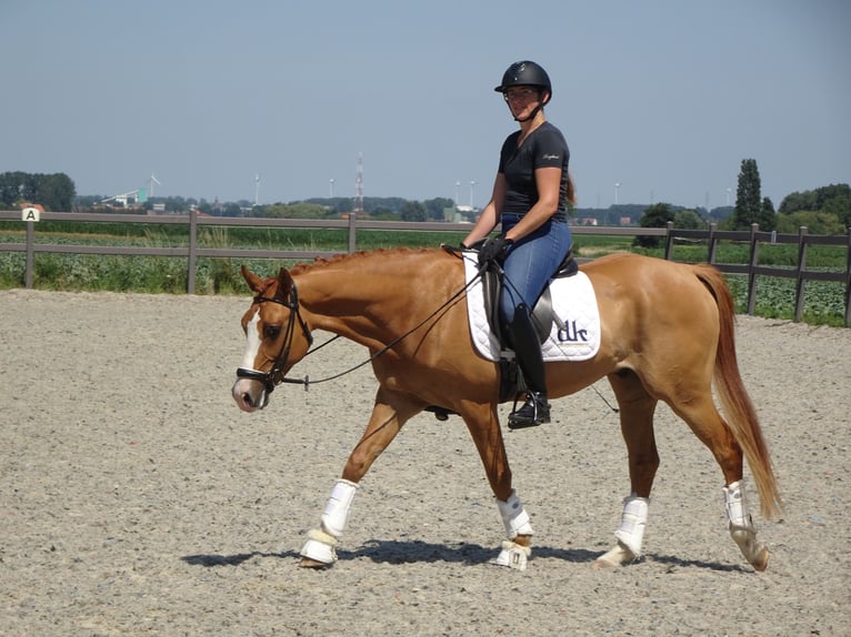 Belgische Rijpony Ruin 5 Jaar 146 cm Vos in Poperinge