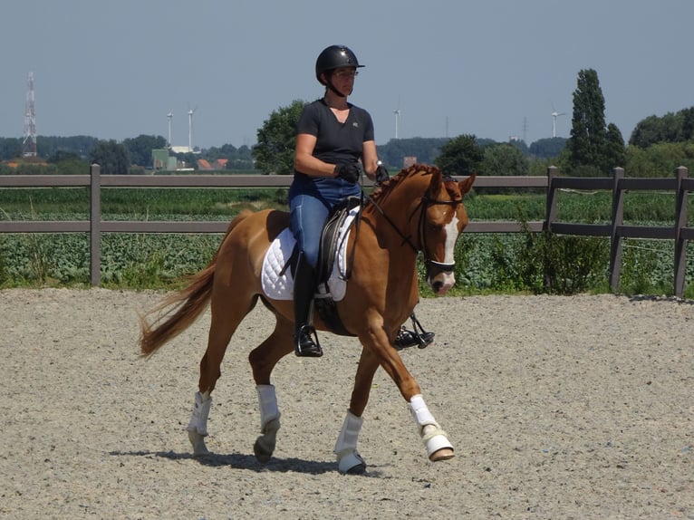 Belgische Rijpony Ruin 5 Jaar 146 cm Vos in Poperinge