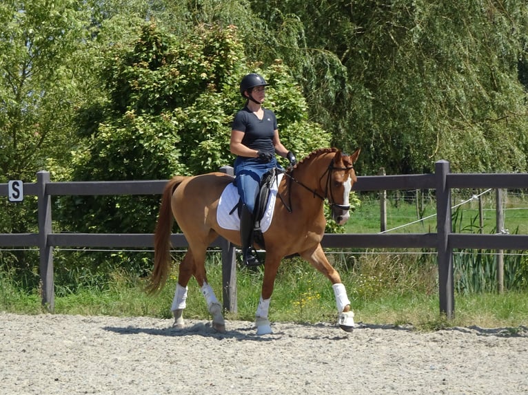 Belgische Rijpony Ruin 5 Jaar 146 cm Vos in Poperinge