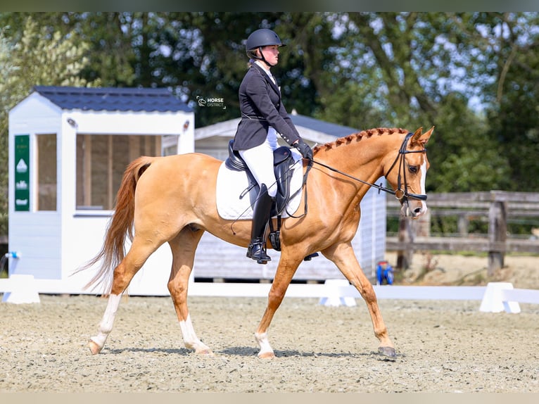 Belgische Rijpony Ruin 5 Jaar 146 cm Vos in Poperinge