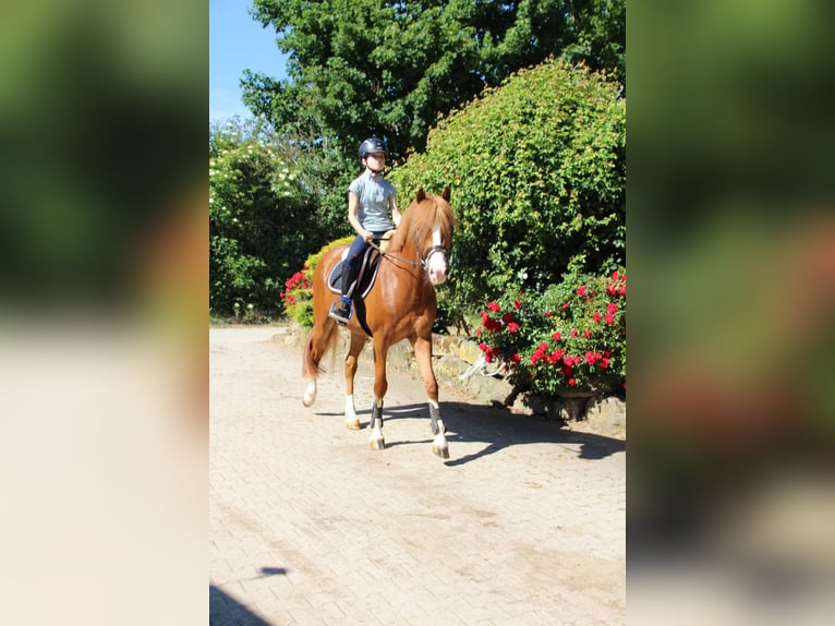 Belgische Rijpony Ruin 5 Jaar 146 cm Vos in Schwieberdingen