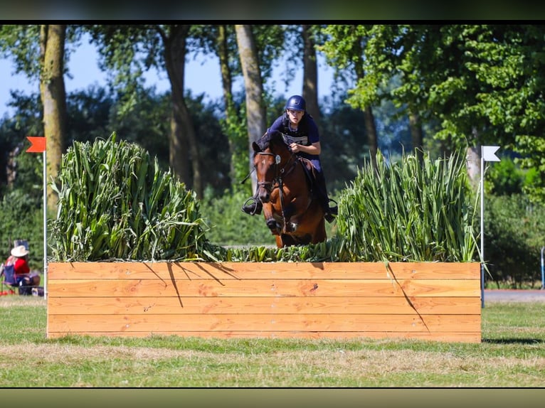 Belgische Rijpony Ruin 6 Jaar 148 cm Bruin in Zutendaal